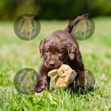 Cachorros Labrador D Campo Puros, Robustos, Fuertes, Sanos