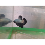 Peixe Betta De Linhagem Black Dragon Pk Macho + Brinde