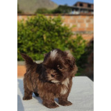 Cachorro Shitzu Chocolate Bog, Med, Cali Animal Pets Col