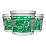 Forte Engorda - Proteína P/ Engordar Boi - Ade+prob. - 10 Kg