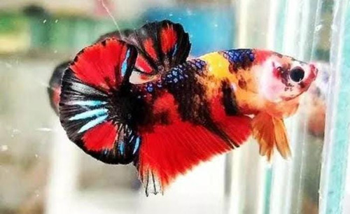 Peixe Betta Koi, Alto Padrão De Coloração, Só Selecionado 