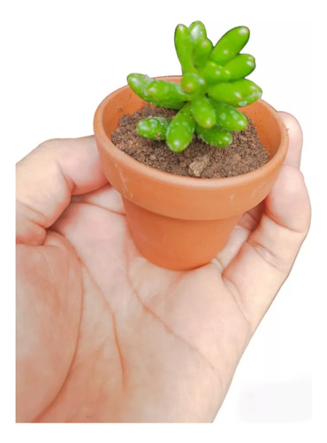 50 Mini Cactus Suculentas Mac Barro N5 Eventos Isiflor