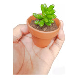 50 Mini Cactus Suculentas Mac Barro N5 Eventos Isiflor