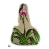 Planta Orquídea Sapatinho Adulta Phragmipedium Schroederae##