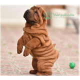 Cachorro Sharpei Leonado 025