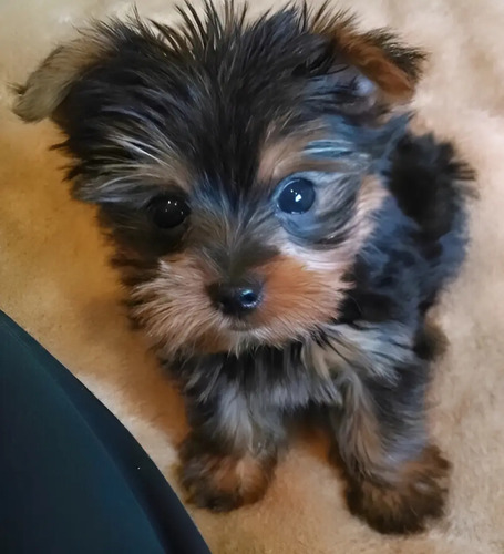 Yorkshire Terrier Mini Hembras Machitos Calidad 100% Pedigri