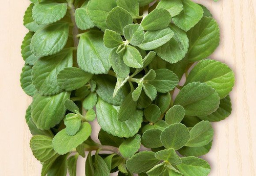 Boldo Muda Natural Enraizada Pomar P Horta