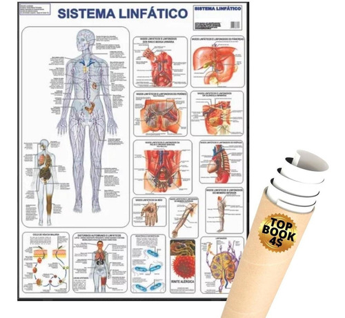 Poster Sistema Linfático Mapa Anatomia Corpo Humano Medicina