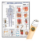 Poster Sistema Linfático Mapa Anatomia Corpo Humano Medicina