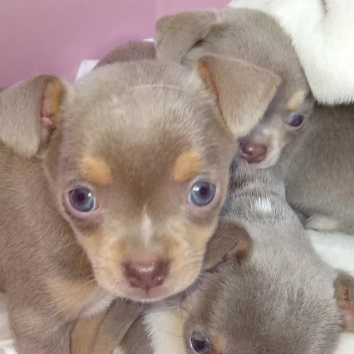 Cachorros Chihuahua De Raza Pura