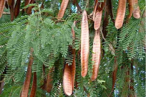 1 Lb Semillas Leucaena Leucocephala Cunninghan - Arbol Guaje