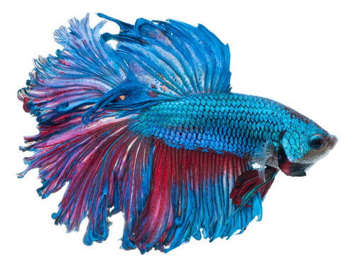 Pez Betta Splendens A Elección, Diferentes Colores 