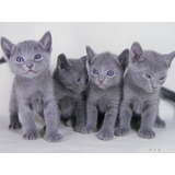 Gatos Russian Blue Gatos Azuis Filhotes Carinhosos