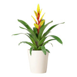 Bromelia Vriesea Amarilla - Resplandeciente Adorno Tropical