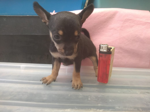   Cachorra Chihuahua Golondrina Tacita Miniatura Bolsillo 