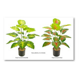 Planta Artificial Decorativa Hoja Crotón Corazón Balazo 75cm