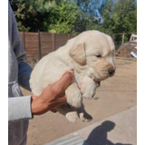 Cachorros Golden Retriever 