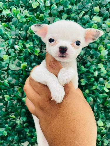 Chihuahua Pelo Curto Linda Femea Pequena 