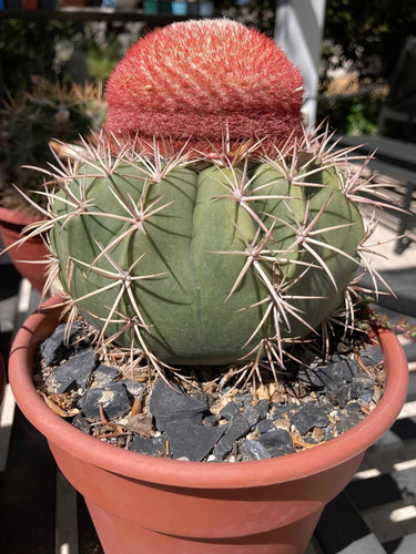 Semillas Cactus: Melocactus Curvispinus