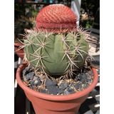 Semillas Cactus: Melocactus Curvispinus