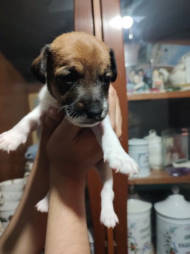 Jack Russell Terrier Hermosos Cachorros 