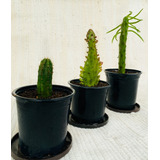 Oferta Pack De 3 Cactus