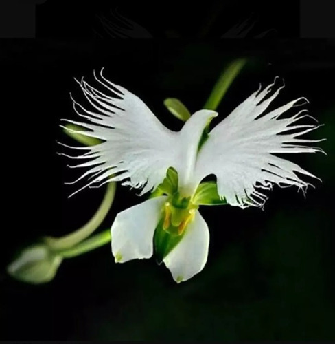 Semilla Orquidea Garza , Mono Y Plantaacuatica Gren,pasto 