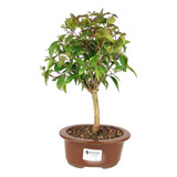 Bonsai De Pitanga Com 5 Anos Terra Fertilizada E Vaso