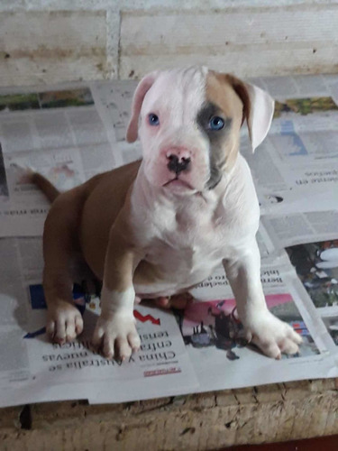 Cachorros American Bully