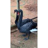 Vendo Casal Adulto De Cisne Negro ***adulto ***