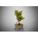 Pre-bonsái Criptomeria Japónica Mini