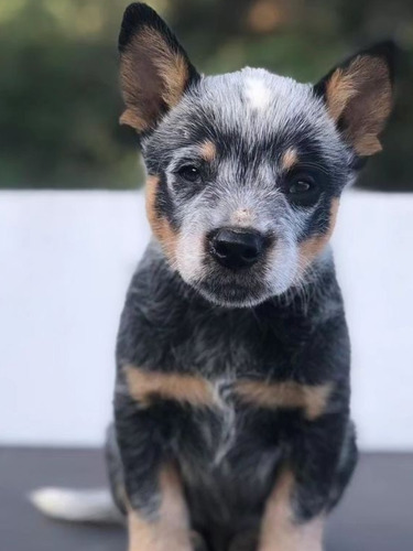 Cachorros Pastor Australiano Ganadero 