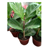 Ficus Pandurata - Lirata + Maceta