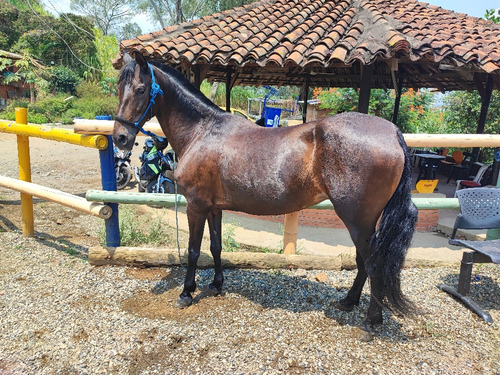 Se Vende Yegua Trotona Galopera, Bien Razuda