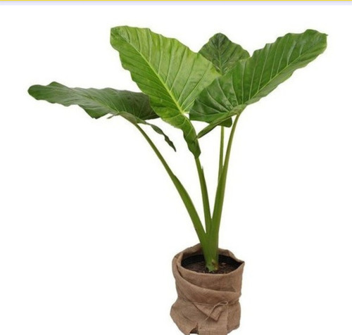 Planta De Alocasia Oreja De Elefante Chica Interior Deco 