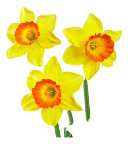 Bulbos De Narciso Daffodil Loveday