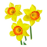 Bulbos De Narciso Daffodil Loveday