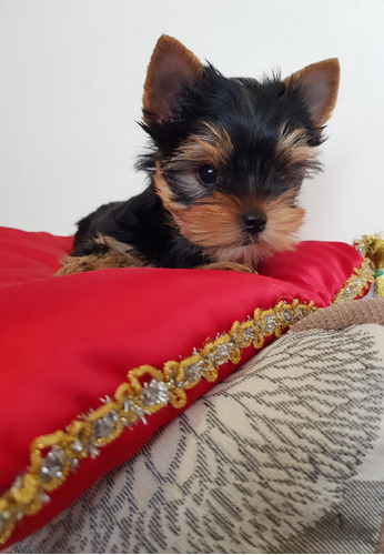 Yorkshire Terrier Miniatura De Padres Inscritos