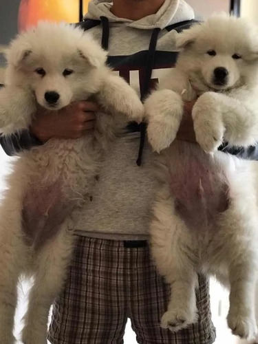 Cachorros Samoyedo Con Registro De Pureza Exelente $ Ultimos