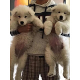 Cachorros Samoyedo Con Registro De Pureza Exelente $ Ultimos