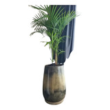 Palmera Areca En Maceta Laqueada De 36cm × 66cm Con Plato