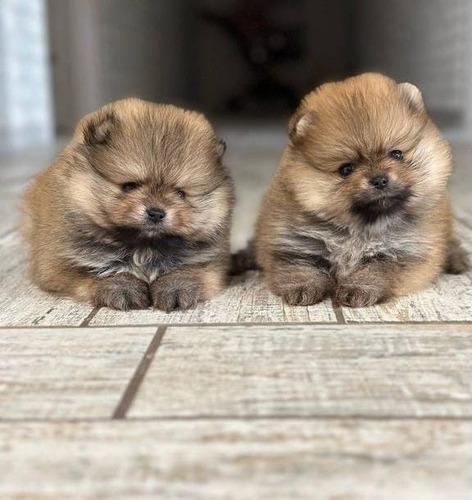 Cachorros Pomerania Mini. Hermosos! Con Pedigrí. Envios