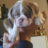 Cachorros Bulldog Ingles Exoticos