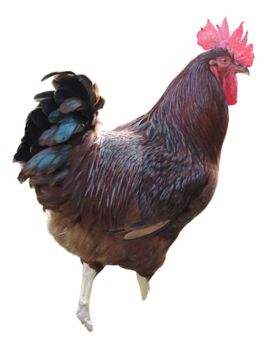 Ovos Galados Rhode Island Red - Raça Pura