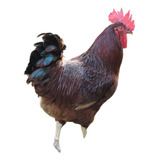 Ovos Galados Rhode Island Red - Raça Pura