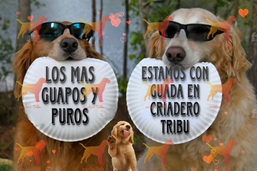 Golden Retriever Hembritas Con Tubo Pelotitas De Regalo