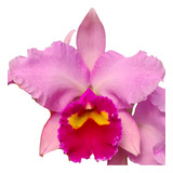 Orquídea Cattleya Irene Finny -vaso Completo Apta A Floração