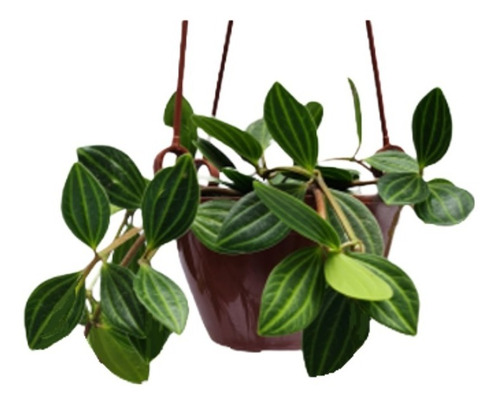 Planta De Interior Peperomia Quadrangularis Colgante Ø 11