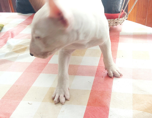 Bull Terrier Macho Con Parche Listo Para Entregar Con Fca