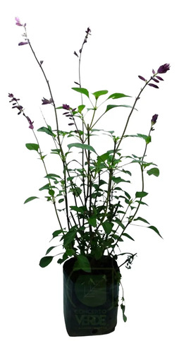 Salvia Mexicana